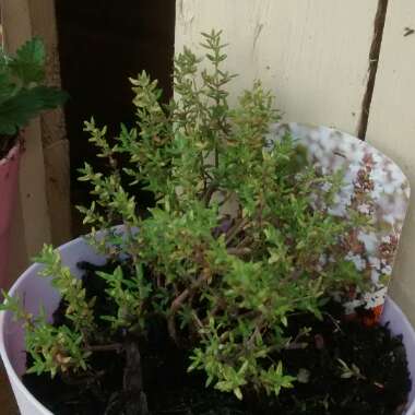 Common Thyme 'Silver Posie'