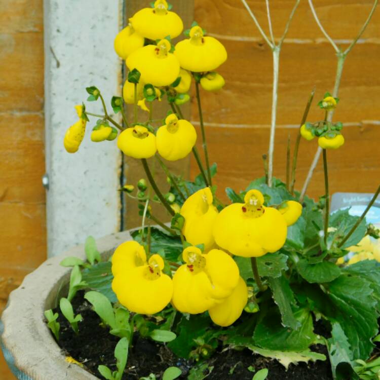 Plant image Calceolaria biflora