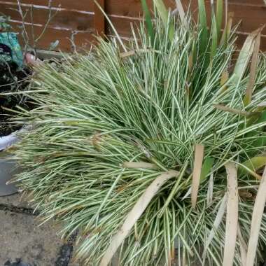 Spider Plant 'Vittatum'