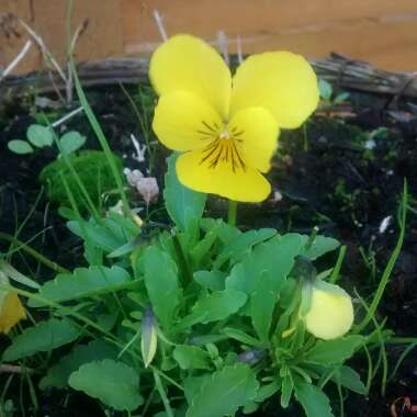 Viola 'Sorbet Select Citrus Mixed'