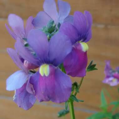 Nemesia 'Amelie'