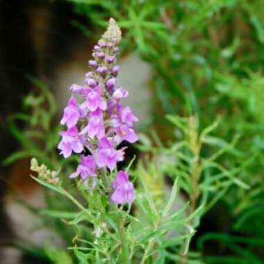 Purple Toadflax