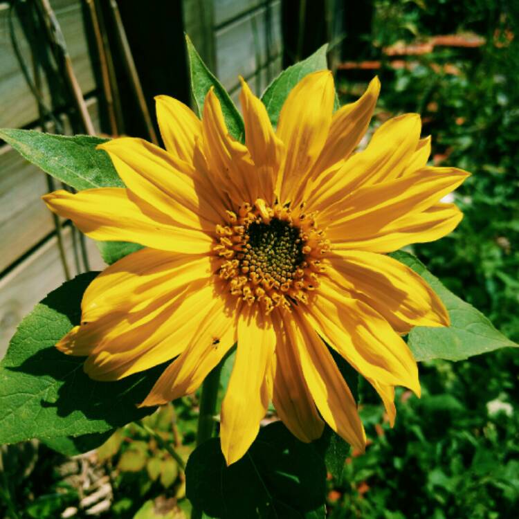 Plant image Helianthus Annuus 'Skyscraper'