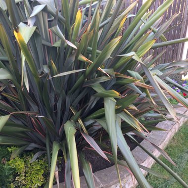 New Zealand Flax 'Platts Black'