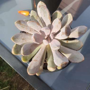 xGraptoveria Topsy Debbi