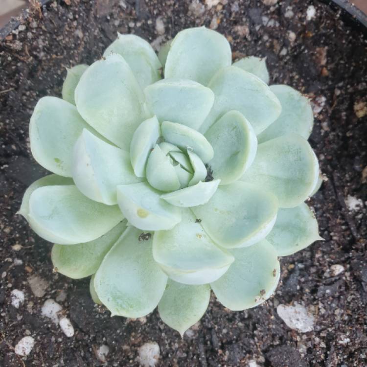 plant image 1430265