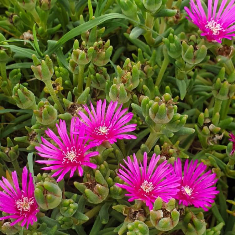 Plant image Drosanthemum Hispidum