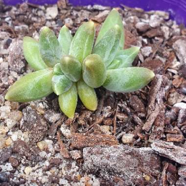 Pachyphytum compactum