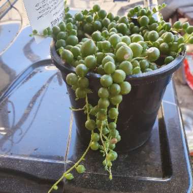 Senecio rowleyanus