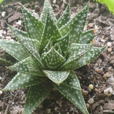 x Gasteraloe