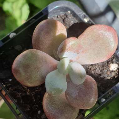 Graptopetalum Amethystinum