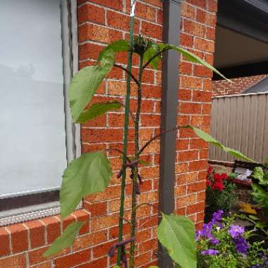 Helianthus Annuus 'Sunspot'