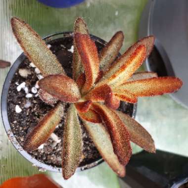 Kalanchoe Tomentosa 'Chocolate Soldier'