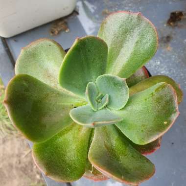 Echeveria Blue Metal