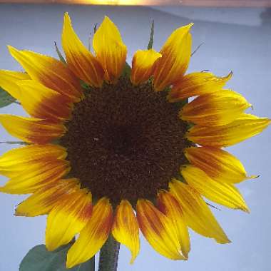 Helianthus Annuus 'Sunspot'