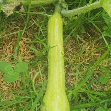 Cucurbita