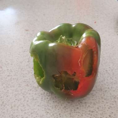 Capsicum annuum