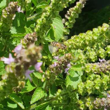 Ocimum tenuiflorum syn. Ocimum sanctum