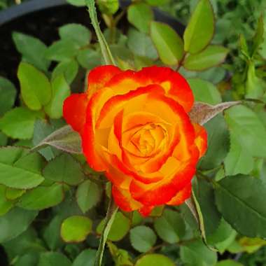 Rosa (Species)