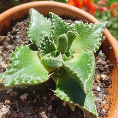 Faucaria tigrina