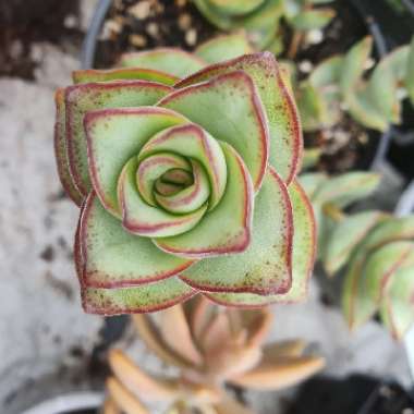 Crassula perforata 'String of Buttons'