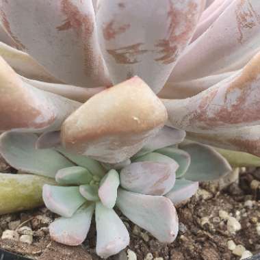 xGraptoveria Topsy Debbi