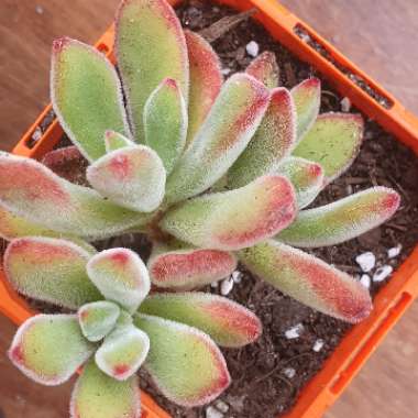 Echeveria Pulvinata 'Ruby Blush'