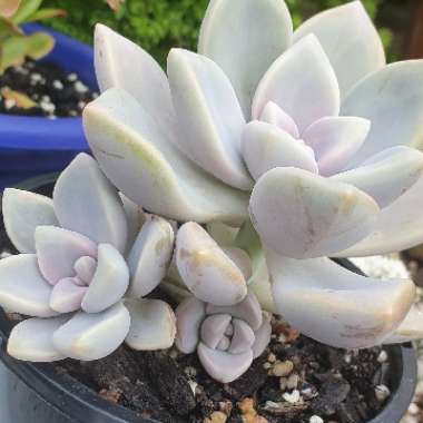 Graptoveria Tricolor