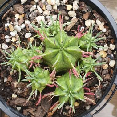 Euphorbia Pulvinata