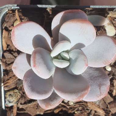 xGraptoveria Snow Peach