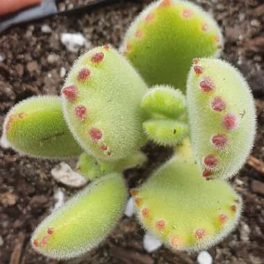 Cotyledon tomentosa