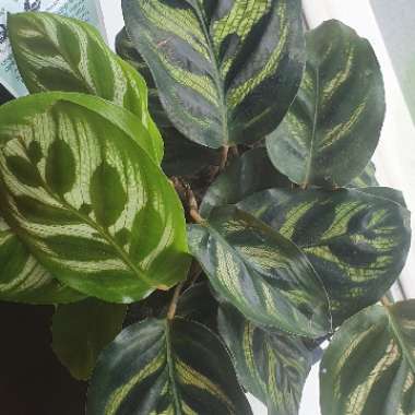 Calathea