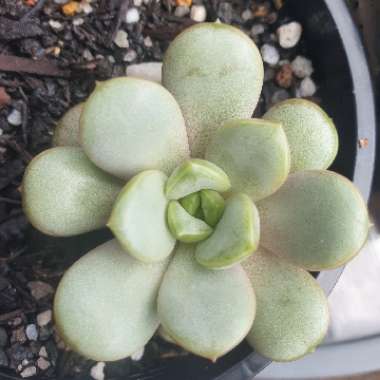 xGraptoveria Amethorum