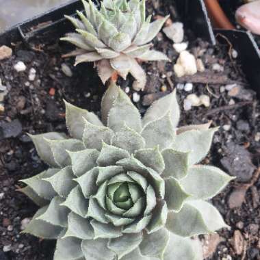 Sempervivum