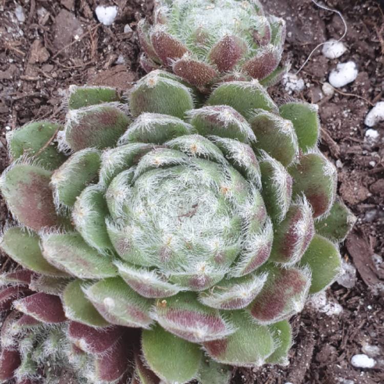 plant image 1450235