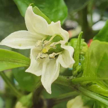 Capsicum annuum