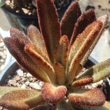 Kalanchoe Tomentosa 'Chocolate Soldier'