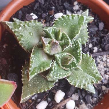 Faucaria tigrina