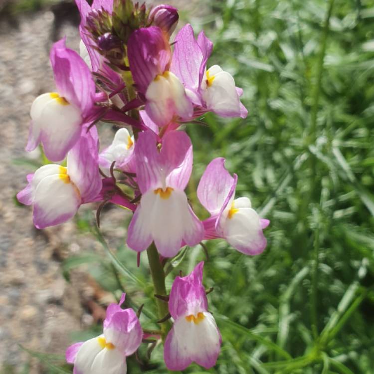 plant image 1455493