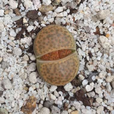 Lithops