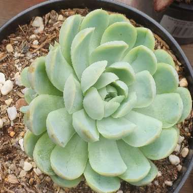 Echeveria Elegans