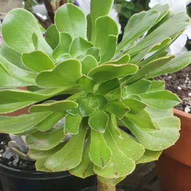 Aeonium Arboreum Green Rose