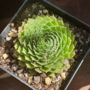 Sempervivum Spring Beauty