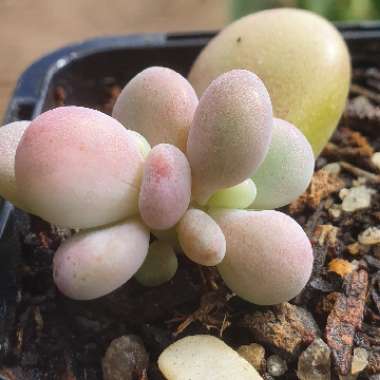 Graptopetalum Amethystinum