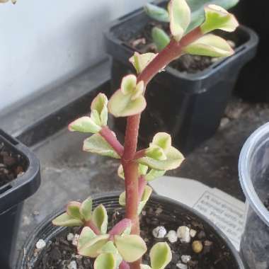 Portulacaria Afra Variegata