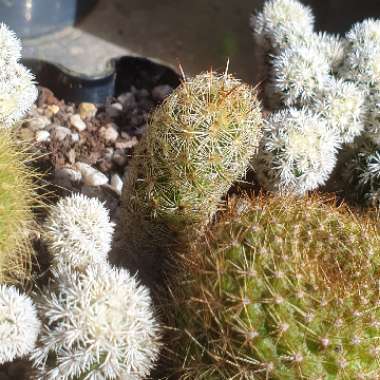 Mammillaria elongata