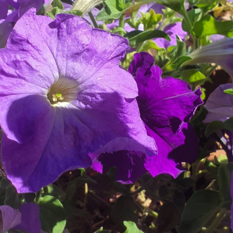 Plant image Petunia Tidal Wave 'Purple Hybrid'