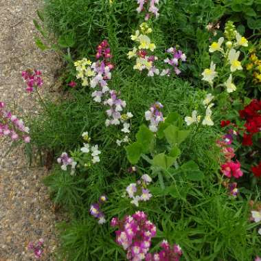 Linaria 'Fairy Bouquet Mixed'