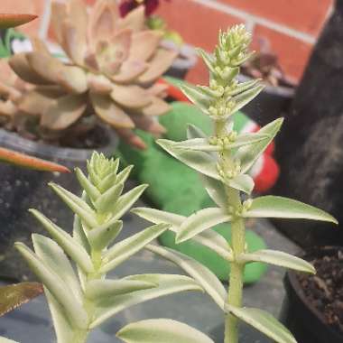 Crassula Capitella Variegata