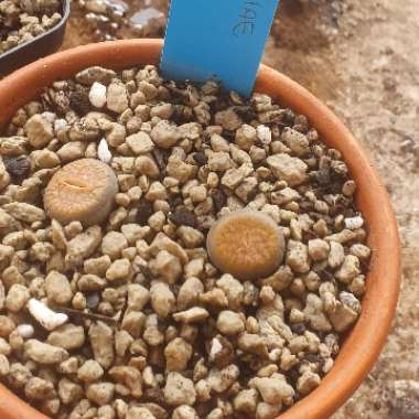 Lithops Aucampiae